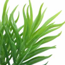 Saftig växt Senecio ragwortgrön 20cm