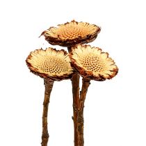 Artikel Susannae Rosette Light 50 st