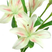 Artikel Tiger Lily Cream 60cm