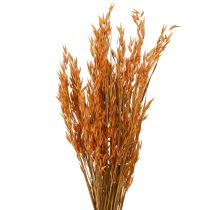 Artikel Dry Deco Oat Deco i Orange L64cm 70-75g 2st