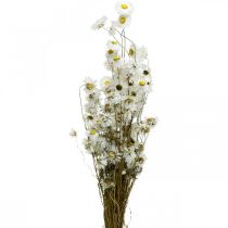 Artikel Torkade blommor Acroclinium Vita blommor torrblommor 60g