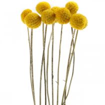 Artikel Craspedia Torkade Blommor Trumpinnar Gul 70cm 10st
