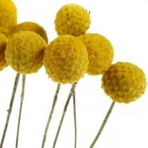 Artikel Craspedia torkade blommor, gula, 70 cm, dekorativa, 10 stycken