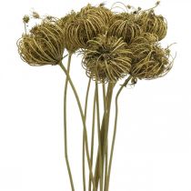 Torkade blommor deco fänkålsgrön 50cm knippe om 10st