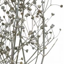 Artikel Torkad blomma Massasa vitnade dekorativa grenar 50-55cm knippe om 6 st