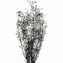 Torkad blomma Massasa svart naturlig dekoration 50-55cm knippe om 10st