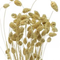 Artikel Torkad blomma Phalaris, dekorativt gräsklas, torrfloristik, boho natur, blekt L55cm 100g