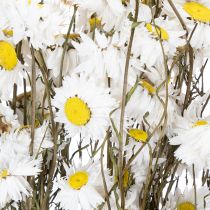 Artikel Torkade Acroclinium-blommor, vita blommor, torkat blomsterarrangemang, 60 cm, 80 g