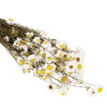 Artikel Torkade Acroclinium-blommor, vita blommor, torkat blomsterarrangemang, 60 cm, 80 g