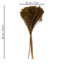 Artikel Torkade blommor Broom Bloom Olivgrön 160g 48cm