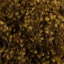 Artikel Torkade blommor Broom Bloom Olivgrön 160g 48cm