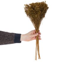 Artikel Torkade blommor Broom Bloom Olivgrön 160g 48cm