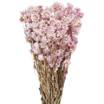 Artikel Torkade blommor knippe Torrdekoration Kamomill Rosa 65cm 50g