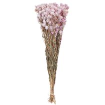Artikel Torkade blommor knippe Torrdekoration Kamomill Rosa 65cm 50g
