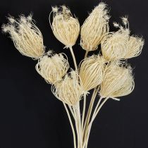 Artikel Torkade blommor blekta fänkålskrämer 45 cm knippe 10 st