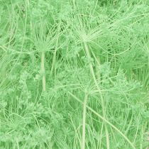 Artikel Torkade blommor Umbellifera Gröna 70-80cm 150g