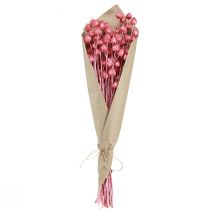 Artikel Torkade blommor rosa torr tistel jordgubbstistel färgad 50cm 100g