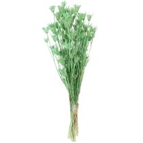 Artikel Torkade blommor svart spiskummin grön nigella 50cm 100g