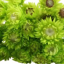 Artikel Torkade blommor Kepsblommor Ljusgröna Halmblommor H42cm