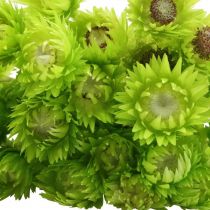 Artikel Torkade blommor Deco Cap Blommor Halm Blommor Färgade H42cm
