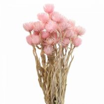 Artikel Torkade blommor keps blommor rosa halmblommor H42cm