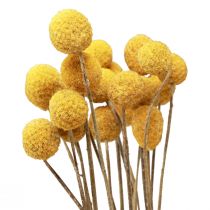 Artikel Torkade blommor Craspedia torkad, trumpinnar gula 50cm 20st