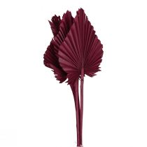 Artikel Torkade blommor dekoration, palmspjut torkat vinröd 37cm 4 st
