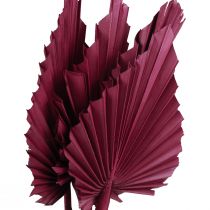 Artikel Torkade blommor dekoration, palmspjut torkat vinröd 37cm 4 st