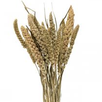Torkade blommor hirskorn deco torrfloristik 65cm 100g