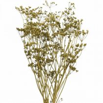 Artikel Torkade blommor äkta kummin grön dekoration 55cm knippe om 5 st
