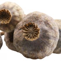 Artikel Torkade blommor vallmo kapslar stora naturliga dekorativa vallmo 5 stycken