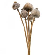 Artikel Torkade blommor vallmo kapslar stora naturliga dekorativa vallmo 5 stycken
