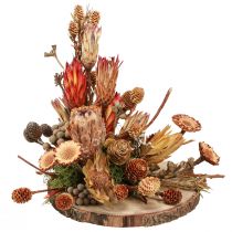 Artikel Torrdekoration exotiska proteakottar Bellgum L24–48cm 580g