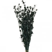 Torkad tistel Svart jordgubbstistel torkade blommor 100g