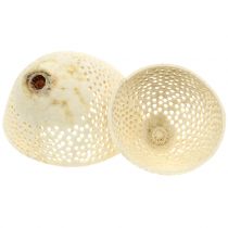 Artikel Torkad frukt Bell Cup blekt Begravningsflorist 8,5-11cm 10 st