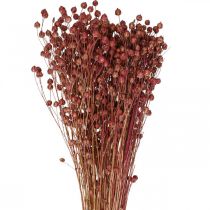 Torkat gräs Torkat lin Ljusrosa H50–55cm 80g