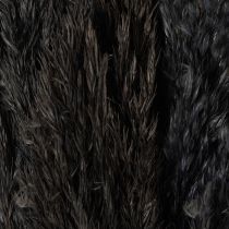 Artikel Torrt gräs, rörgräs, svart, 70 cm, dekorativ trend, 10 stycken