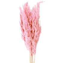 Artikel Torkat gräs rörgräs Torkat dekorativt gräs Rosa 70cm 10 st