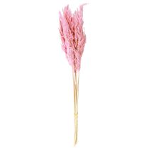 Artikel Torrt gräs rosa dekorativt rörgräs pampas 70 cm 10 st