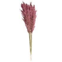 Artikel Torkat rörsgräs, torkat dekorationsgräs, antik ros, 75 cm, 10 stycken