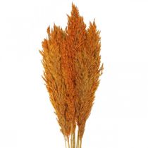Artikel Torrgrässivtorkat dekorativt gräs orange 70cm 10 st