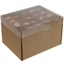 Artikel Vaktelägg dekoration blåsta ägg apelsin aprikos 3cm 50 st