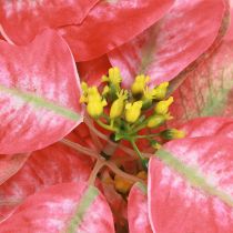 Artikel Konstgjord Julstjärna Röd Rosa L35cm 6st 2 klasar