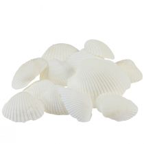Vita skal dekorativa hjärtmusslor krämvit 2-3,5cm 300g