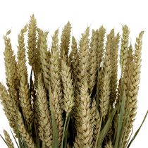 Wheat Bund Natur 1St dekorativt vete