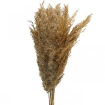 Artikel Torr grässtarr naturlig torr dekoration 75cm 10 st