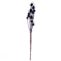 Artikel Wild Teasel Torkade Blommor Teasel Thistles Lila 55cm 10 huvuden