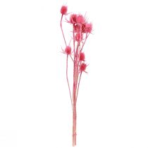 Artikel Torkad dekoration av vild teasel, rosa tistlar, 53 cm, 10 huvuden