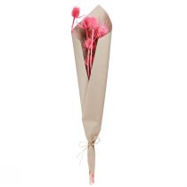 Artikel Torkad dekoration av vild teasel, rosa tistlar, 53 cm, 10 huvuden