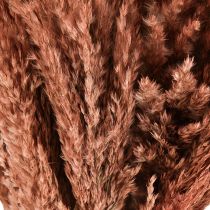 Artikel Wilde Reed Plume Reed Torrdekoration Aprikos 75cm 10 st
